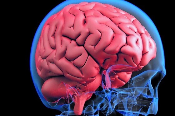 brain